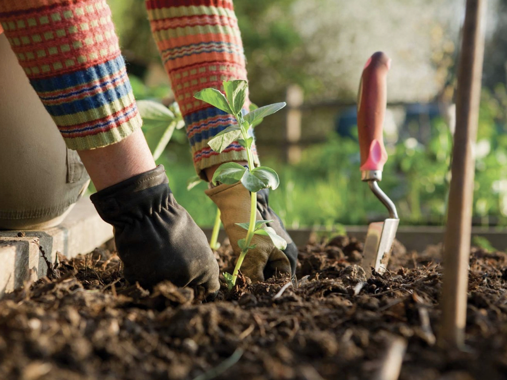 Gardener planing a new seedling